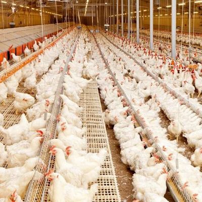 Multi ampia luce colorata della struttura d'acciaio della tettoia prefabbricata del pollame rispettosa dell'ambiente