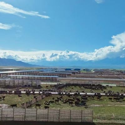 Scatto di bovini in acciaio galvanizzato su misura per l'allevamento di bestiame