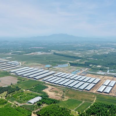 Progettazione fornitura struttura in acciaio moderna allevamento lattiero-caseario capannone metallo allevamento con sistema di ventilazione