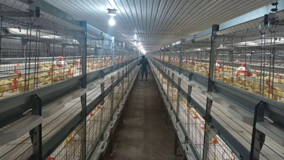 Capannone Avicolo per Allevamenti di Polli da Carne, Galline Ovaiole e Riproduttori – Struttura Prefabbricata in Acciaio con Pannelli Isolanti e Sistema di Ventilazione