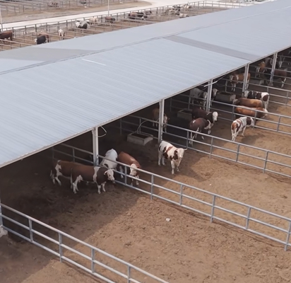Stalla per bovini con struttura in acciaio zincato e tetto ombreggiante laterale aperto per allevamenti di bovini da latte, da carne e da ingrasso - Montaggio rapido ed economico