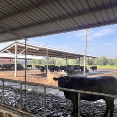 Capannone per bestiame prefabbricato con struttura in acciaio per azienda lattiero-casearia