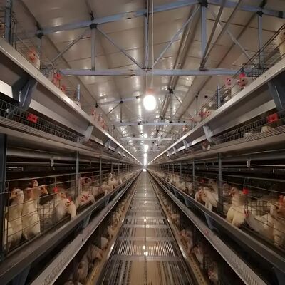 	
Prefabricated Buildings Poultry House Steel Structure Poultry Farm House Steel Building Frame for Cow Shed