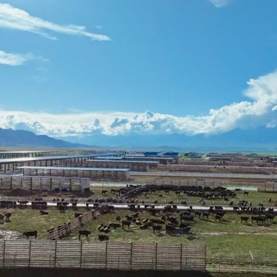 Stalla per bovini con struttura in acciaio zincato e tetto ombreggiante laterale aperto per allevamenti di bovini da latte, da carne e da ingrasso - Montaggio rapido ed economico