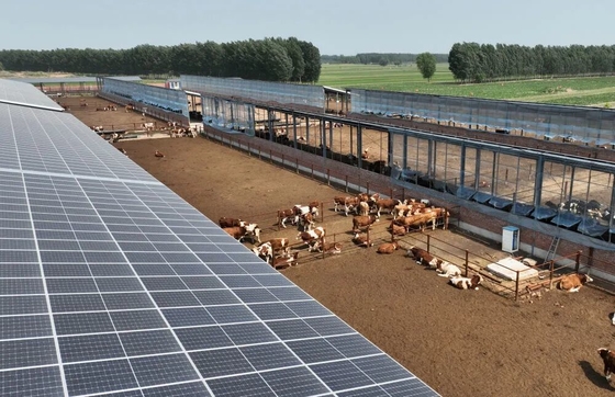 Stabilimento galvanizzato con sistema automatico di alimentazione del bestiame e pannello solare opzionale