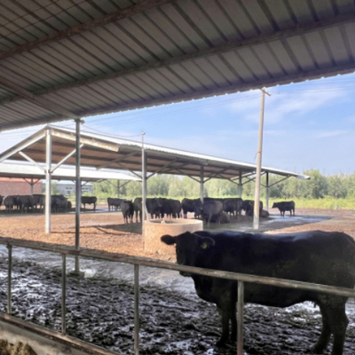 Struttura in acciaio per capanne di mucca su misura Granelli di bestiame prefabbricati Edifici di allevamenti lattiero-caseari