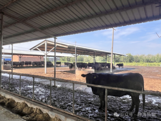 Galvanizzato Steel Cow Shed per bovini da latte da carne 20+ anni durata di vita fornitore di soluzioni di alloggi per il bestiame integrato con apparecchiature di alimentazione pannello solare fuori rete